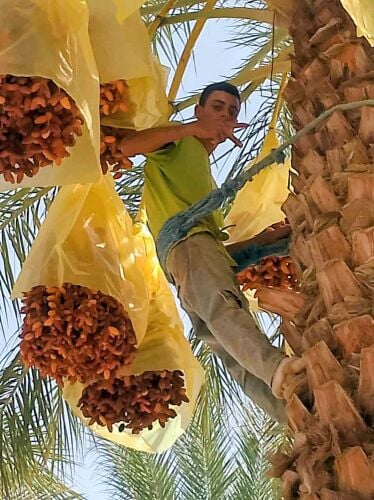 محمد علاقي