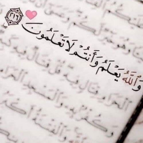 مندوب