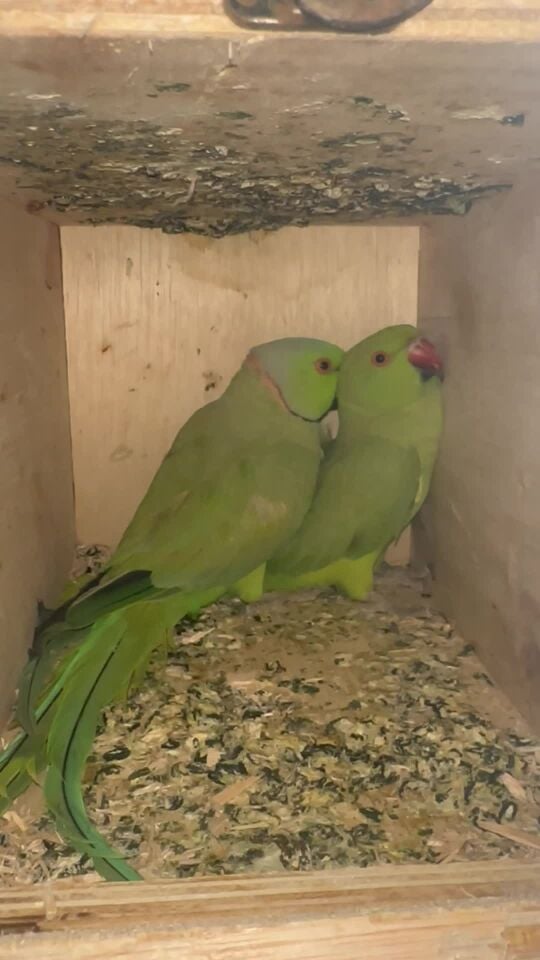 زوج دره منتج  