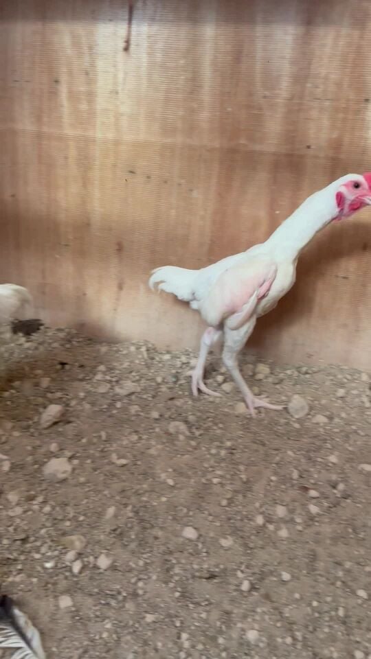 ديكة كوشامو