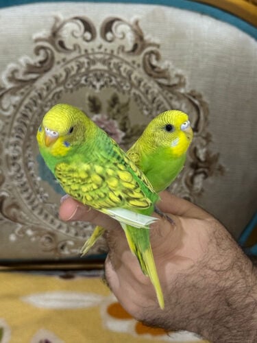 couple badge 