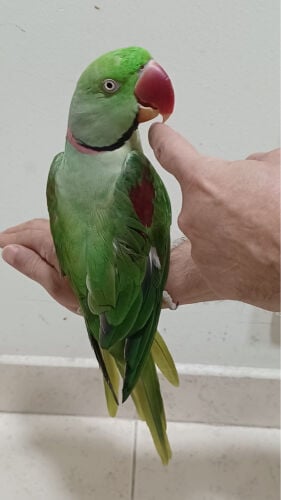 tame Nepalese bird