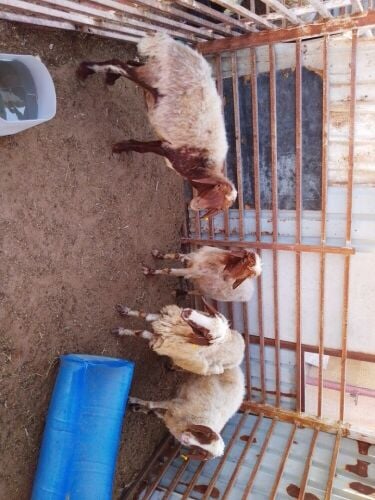 Sheep