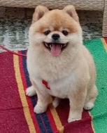 pomaranian dog