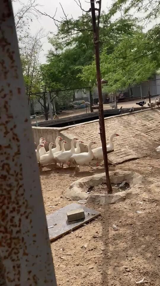 للبيع وز ابيض صك بيور جامبو 