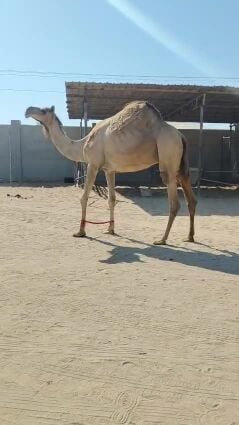 عشراء