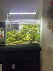 45 cm Aqurium 