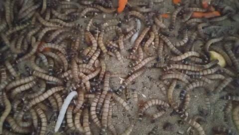 Superworms big