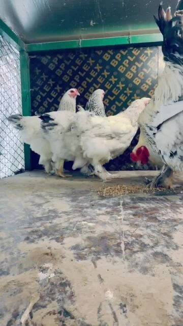 براهما  كولمبي (جامبو)