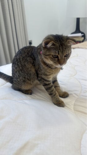 for adopt