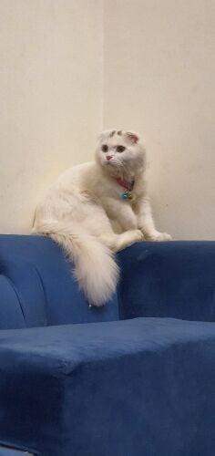 Scottish Fold Longhair