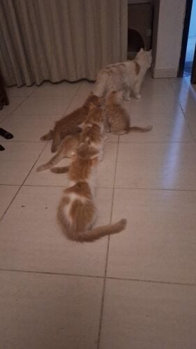 Cat Hosting