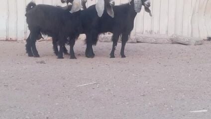 للبيع معزه عوارض طيبه ديد وسن