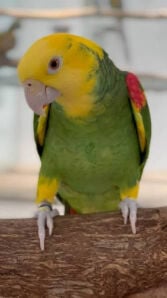 Amazon yellow double head