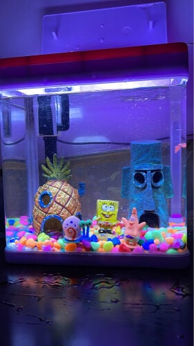 fish tank
