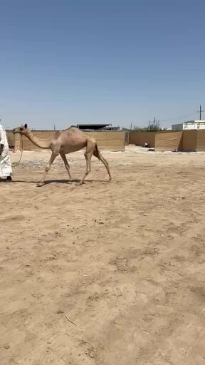مزاد قطر