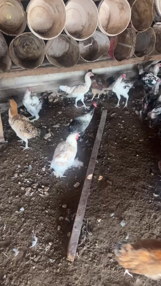  دجاج باكستاني دجاج برهما بلدي