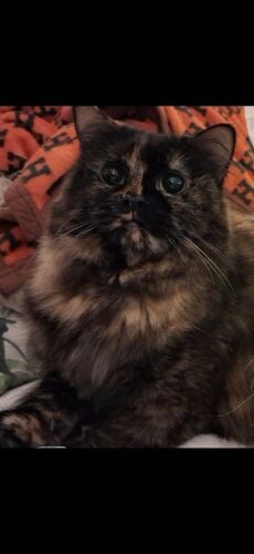 Persian (Female)