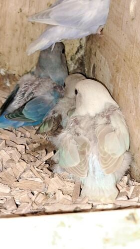 4 nice Roseicollis chicks for sale