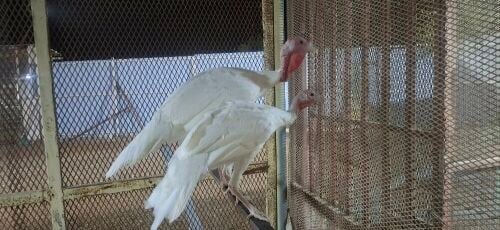 Male Female 2pess 250 Good Health