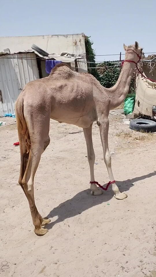 ابوخالد