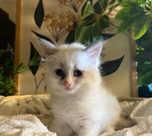 ragdoll kitten for sale