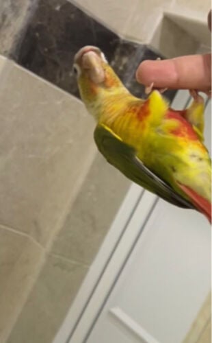 green cheek and pineapple 