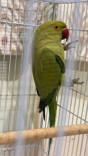درة هندي ، عنب 
