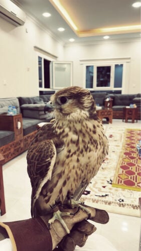 قرموشة