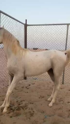حصان عربي فحل 