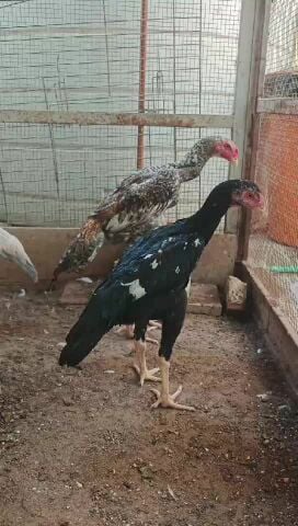 شامو ذكور وإناث