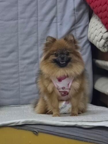 female pomeranian