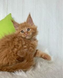 Maine coon cat