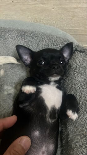 chihuahua black male