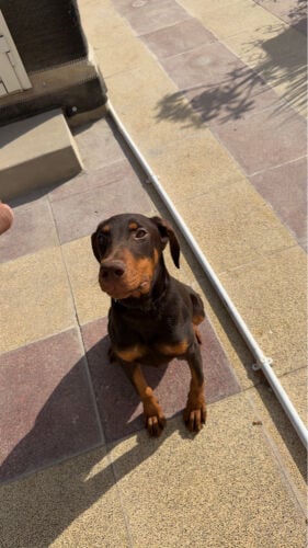 doberman
