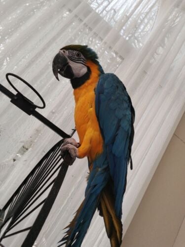 Coco