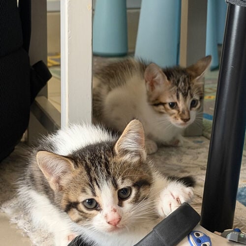 adopt 