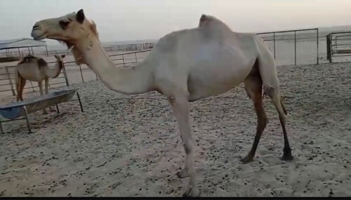 ناقه لقحه