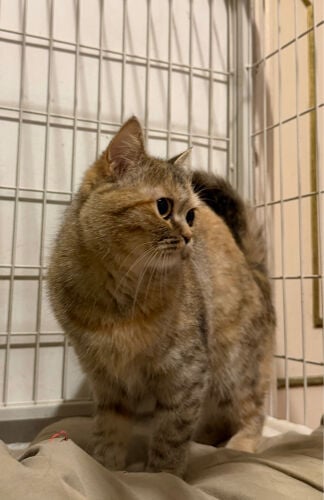 scottish fold pure negotiable 