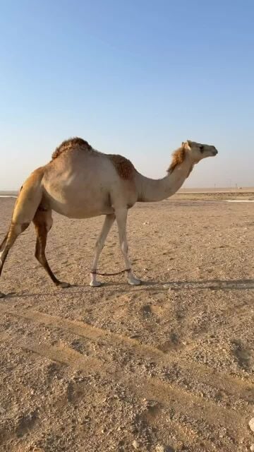 بنت العديم السوداني بعير بن ثاني 