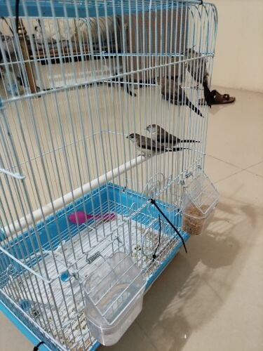brid