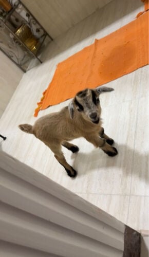 pygmy goat for sale (male)