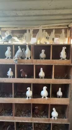 Rummani Pigeons