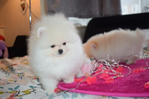 pomeranian puppies for sale