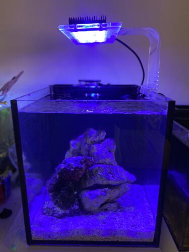 saltwater tank