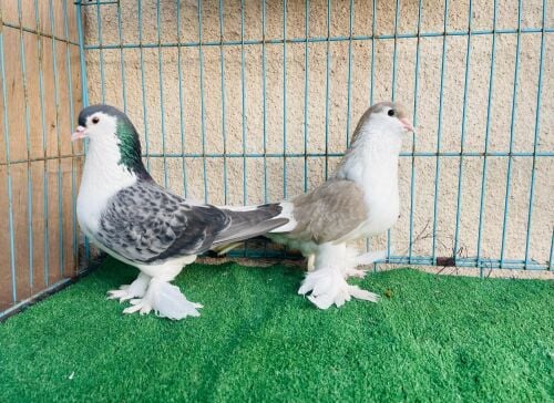 Lahore super jumpo breeding