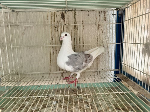 Zajal breeding female for sale