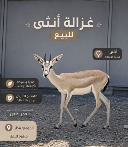 للبيع الجاد فقط 