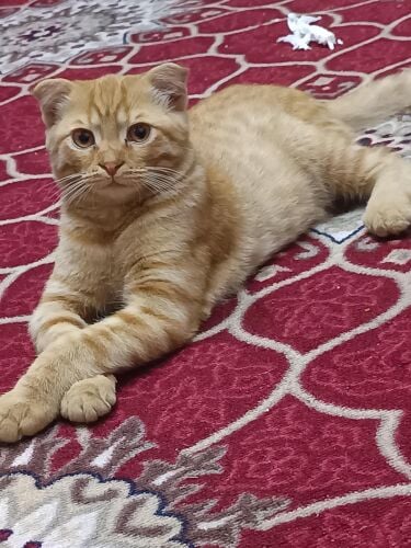 cat Anyone want cat take it free