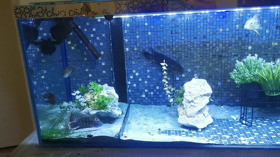 some large sichlids for sale